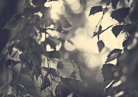 Birch closeupの写真素材