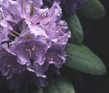 Small pink/violett flowers and plantsの写真素材