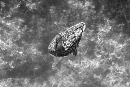 Duck floating in the waterの写真素材