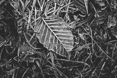 Small fragile leaves lying on the groundの写真素材