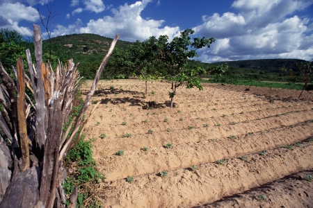 Planting in backcountry, Domingos MourÃ£o PiauÃ­ Brazilの写真素材
