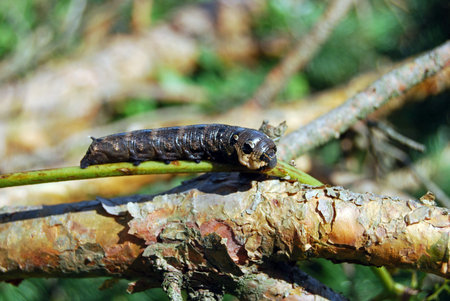 Caterpillar brown larva