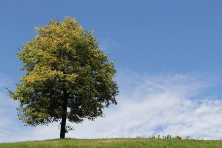 Lonely tree standing on top of grassy hill against blue sky and white clouds coming up at the horizon の写真素材