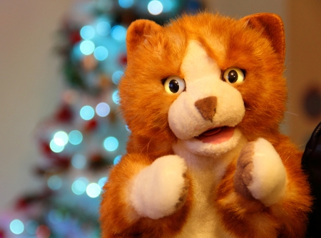 Stuffed toy cat puppetの写真素材