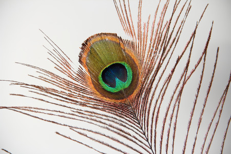 Real peacock feather eye over a light gray backgroundの写真素材
