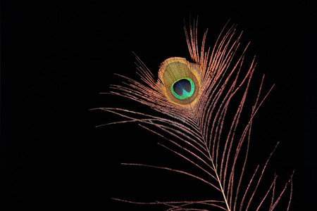 Natural peacock feather isolated on black background. The beautiful real feather shows the colorful details of the eye that contains iridescent colors such as gold, copper, blue, green, orange and purple.の写真素材