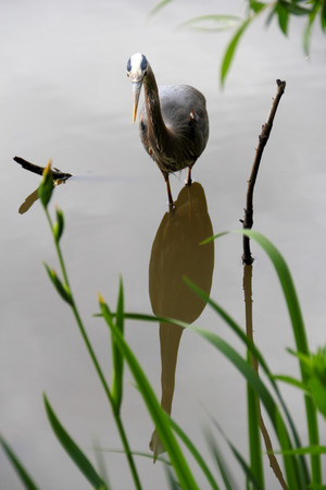 Great Blue Heron with its reflexion in lake, front shot. Shot in Stanley Park, Vancouver BC, during Spring 2013 の写真素材