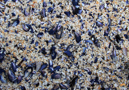 A bed of broken white and blue shells naturally laid on a beach. Shell arranged in randomの写真素材
