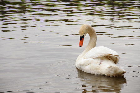 White swan side view with curved down neck, floating on a lake.の写真素材