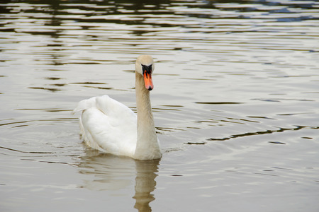 White Swan swimming on a lake.の写真素材