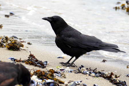 Side view of a crow. The large black bird is standing on a beach with water in the backgroundの写真素材