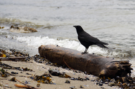 Side view of a large black bird. The Raven is perched on a dead tree tronc on a beach with shell and seaweed in the foreground and water in the background. の写真素材