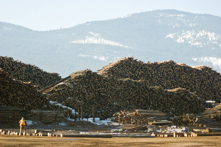 Photo of a man marking logs at the lumber millの写真素材