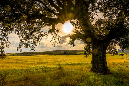 tree and wheat field in a sunset