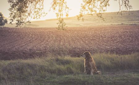 golden retriver brown dog on the fieldの写真素材