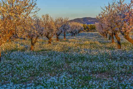 almond trees in spring, fields with white flowers at sunsetの写真素材