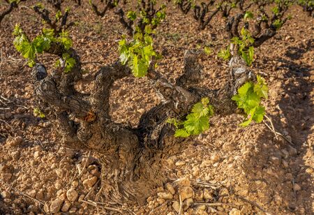 first shoots in vineyards of La Rioja Spainの写真素材