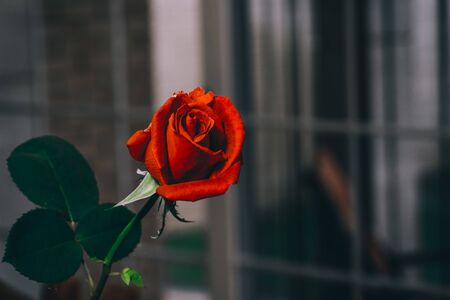 red rose from my virus-confined houseの写真素材