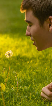 Young boy blows dandelion flower on the lawn of an outdoor gardenの写真素材