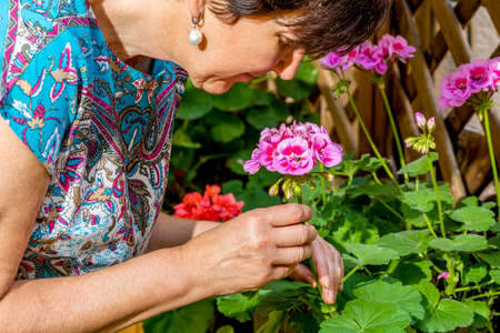 woman looks after and contemplates the flowers, the geraniums in her country houseの写真素材