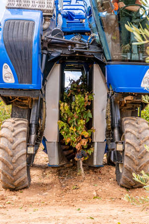 machine harvesting large vineyards, harvesting the vines with the latest technologiesの写真素材