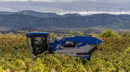 machine harvesting large vineyards, harvesting the vines with the latest technologiesの写真素材
