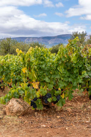 Ripened grapes on the vines in the autumn vineyards ready to be harvested, in La Rioja, Spain.の写真素材