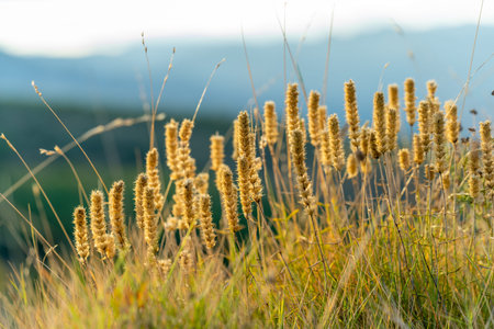 dry autumn herbs in the mountains with the reflection of the sun in the countryside