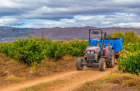 Farmer driving a tractor during the harvest on a road with vineyardsの写真素材