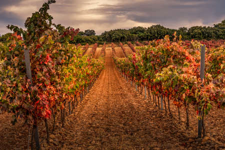 vineyards of La Rioja in autumn, red, orange, green, brownの写真素材