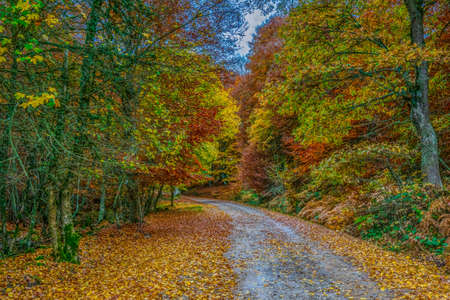 Forest landscape in autumn with bright golden, orange, ocher and green colorsの写真素材