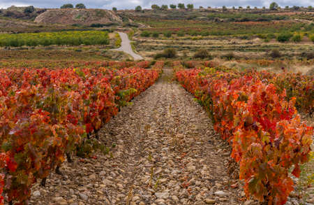 Vineyards of La Rioja with autumn colors, reds, oranges,の写真素材