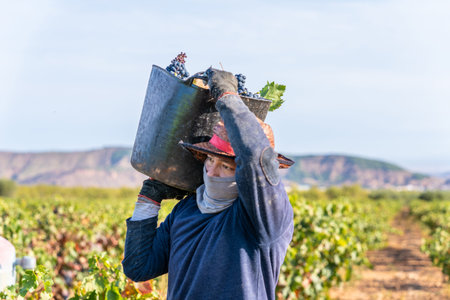 Vines and harvesters with baskets carrying freshly cut grapes