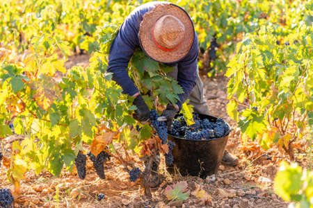 Vineyards, fields, harvesters and tractors in the harvesting of grapesの写真素材