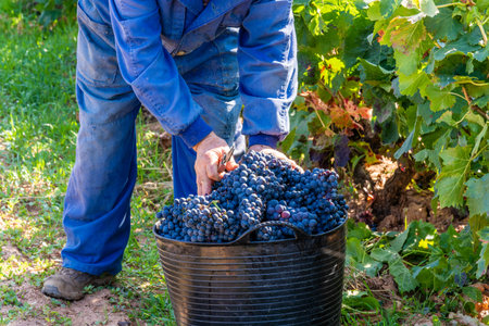 Vineyards, fields, harvesters and tractors in the harvesting of grapesの写真素材