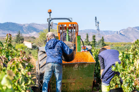 Vineyards, fields, harvesters and tractors in the harvesting of grapesの写真素材