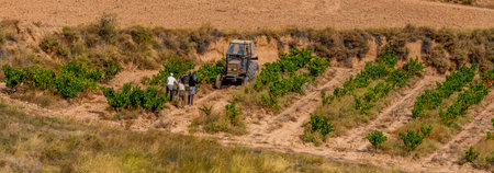 Vineyards, fields, harvesters and tractors in the harvesting of grapesの写真素材