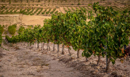vineyards, grapes and fields of La Rioja Spainの写真素材