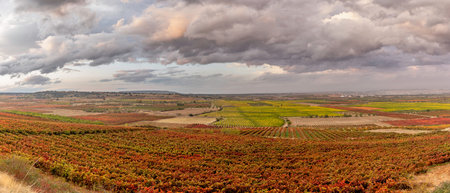 Panoramic view of vineyards in autumn, variety of colors ocher, red, orange, brown, green giving...