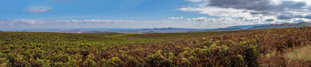 Panoramic view of vineyards in autumn, variety of colors ocher, red, orange, brown, green giving...