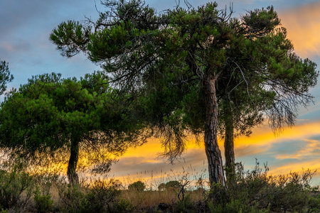 mountains among the pine trees, blue sky among the golden clouds of a summer sunset