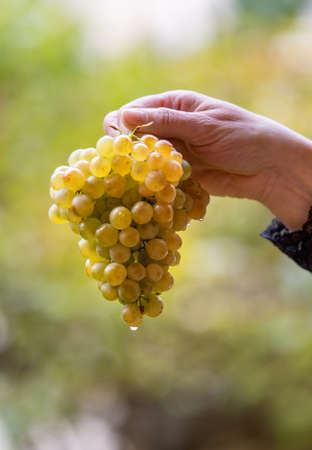 Woman with a bunch of white grapes in her hands ready to enjoy this rich delicacyの写真素材