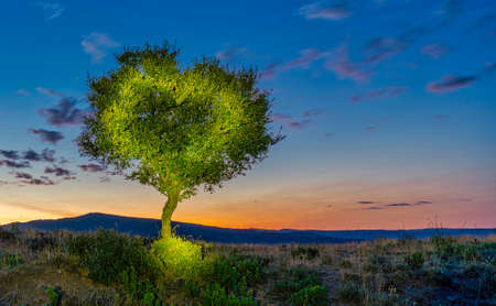 Heart drawn on the branches of a tree with artificial lighting, night photography, mountain landscape at sunset, romanticの写真素材