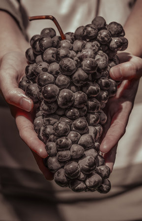 Hand holding a bunch of fresh grapes in the vineyard