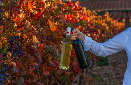 woman holding bottles of red and white wine in her hand in a vineyard in autumn at sunset, wearing jeans and a white shirt.の写真素材