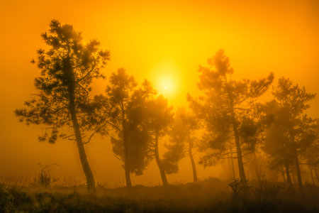 Morning orange landscape in the mountains. Rays of light through the fog and the treesの写真素材