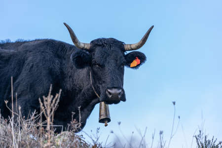 Black cow in field with very large pitons and cowbell in the neck.の写真素材