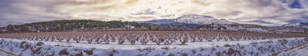 high altitude vineyards in winter with heavy snowfallの写真素材