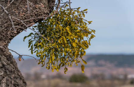 bites on almond tree trunksの写真素材