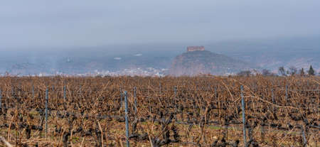 vineyards in winter and view of castle in the background withの写真素材